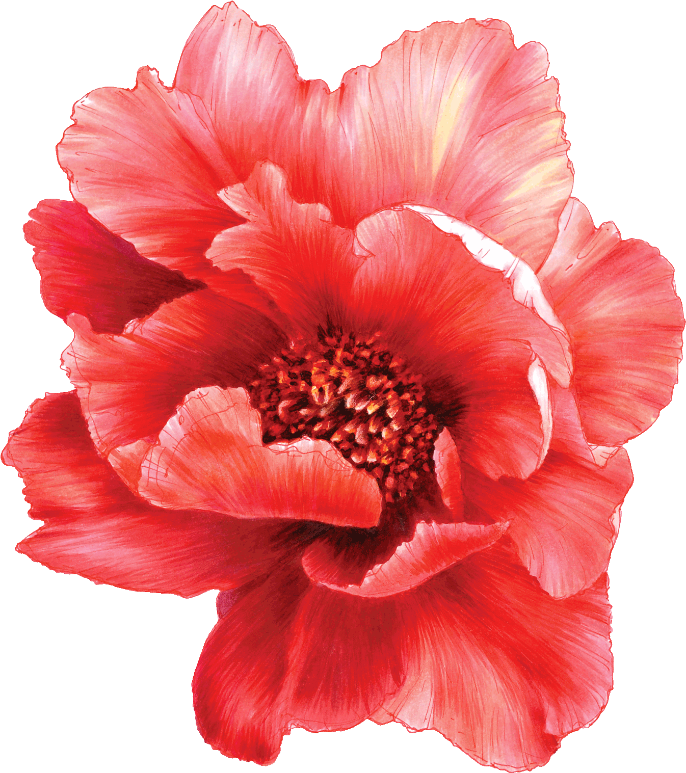 Vibrant Red Peony Flower PNG