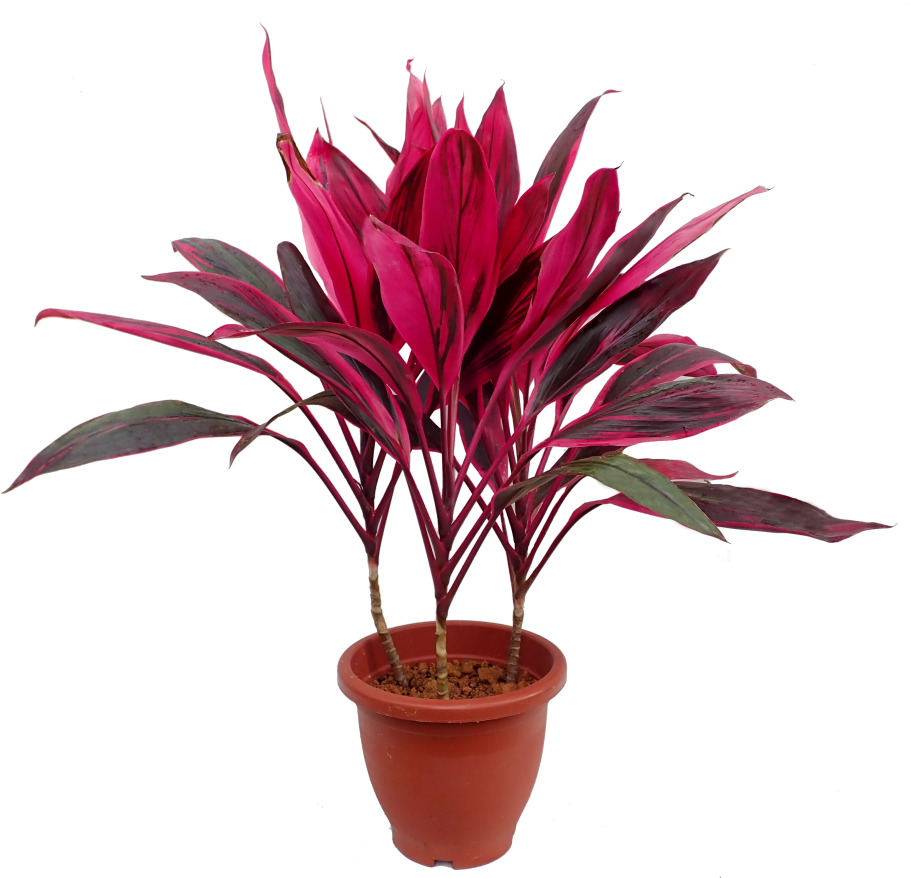 Vibrant Red Plantin Terra Cotta Pot PNG