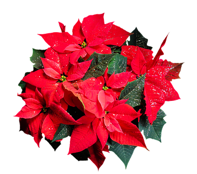 Vibrant Red Poinsettia Flower PNG