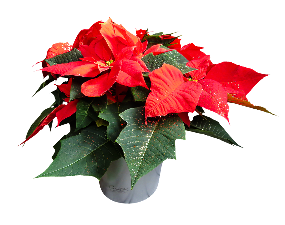 Vibrant Red Poinsettia Plant PNG