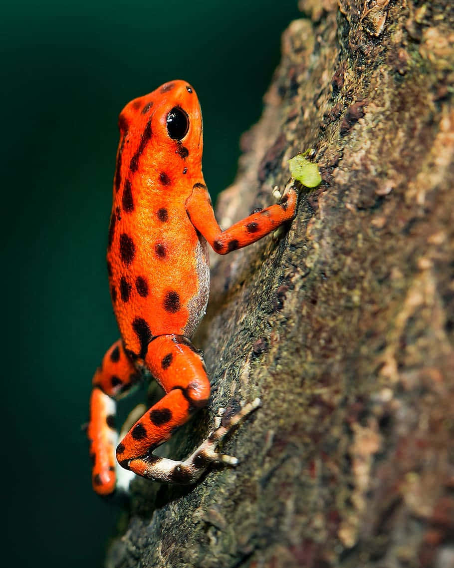Vibrant Red Poison Dart Frog Wallpaper