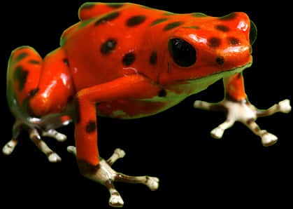 Vibrant Red Poison Dart Frog PNG