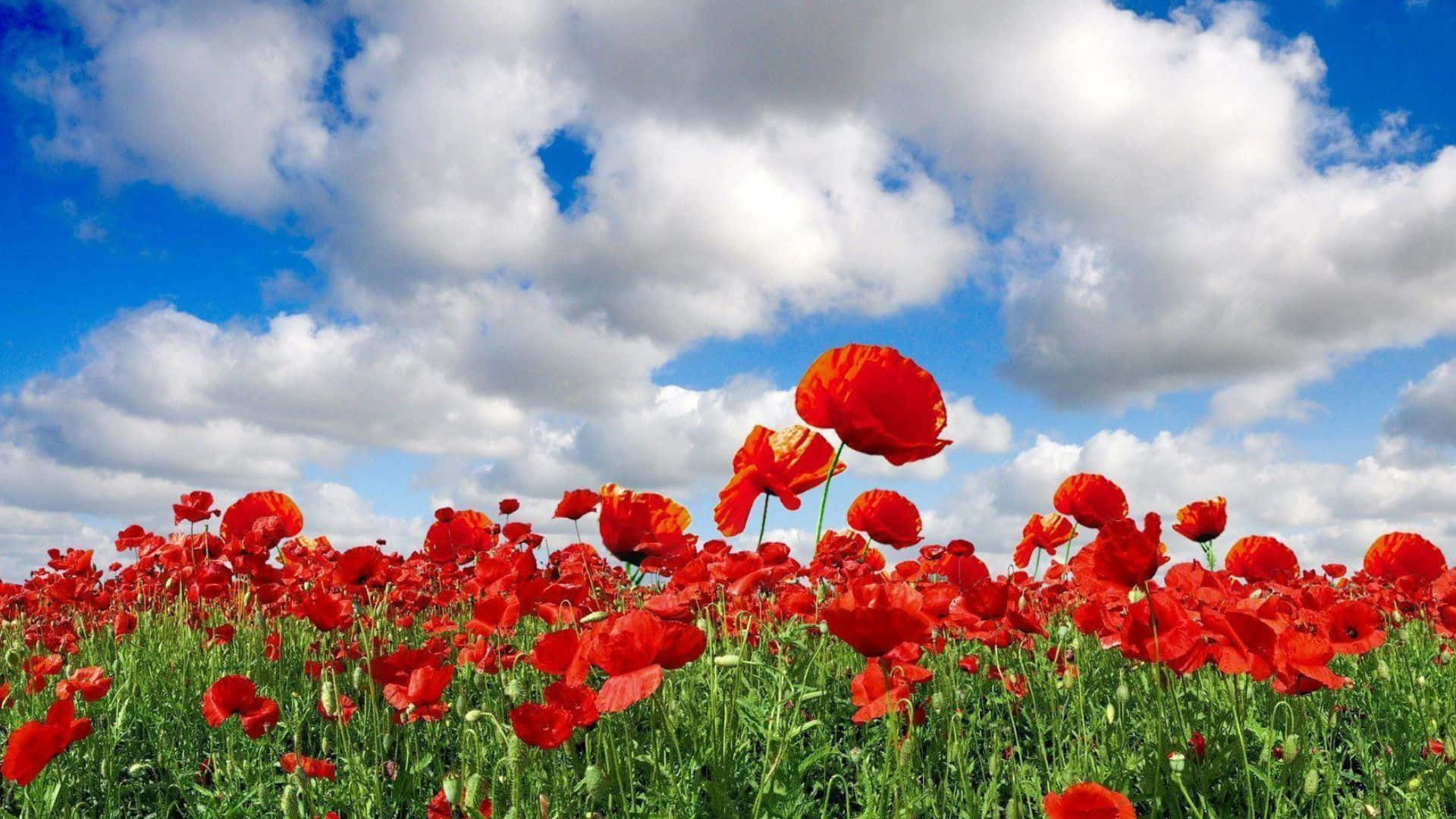 Vibrant_ Red_ Poppies_ Field Wallpaper