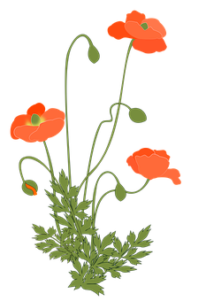 Vibrant Red Poppies Illustration PNG