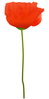 Vibrant Red Poppy Flower PNG