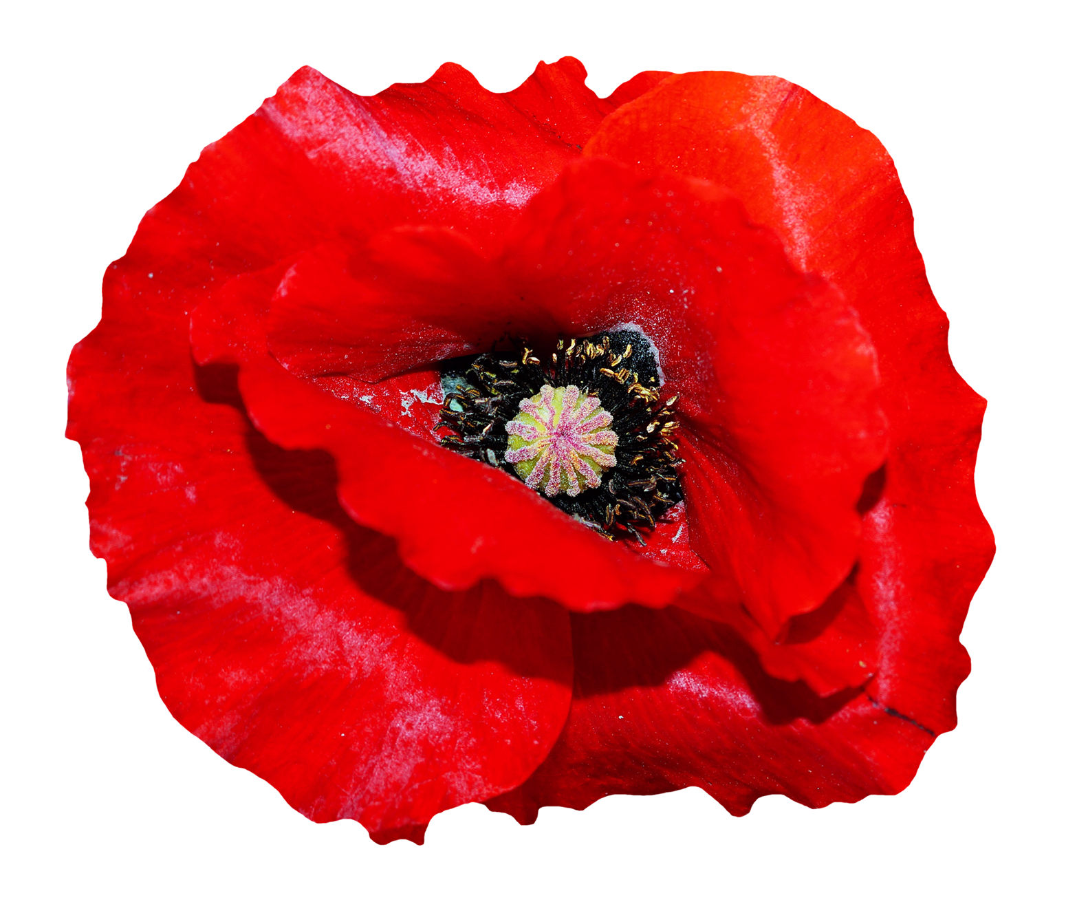 Vibrant Red Poppy Flower PNG