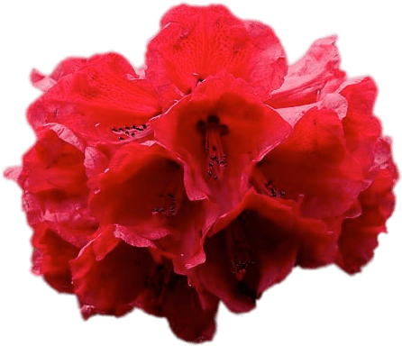 Vibrant Red Rhododendron Flower Isolated PNG