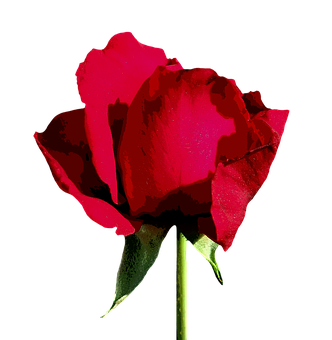 Vibrant Red Rose Black Background PNG