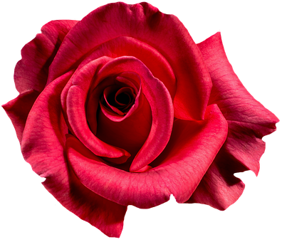 Vibrant Red Rose Black Background PNG