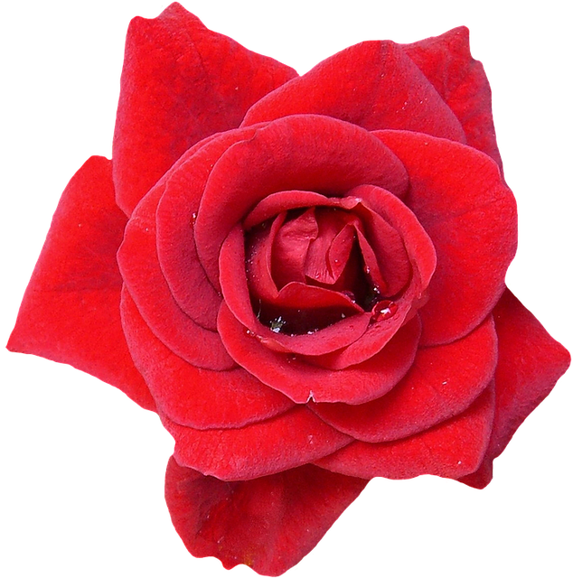 Vibrant Red Rose Black Background PNG