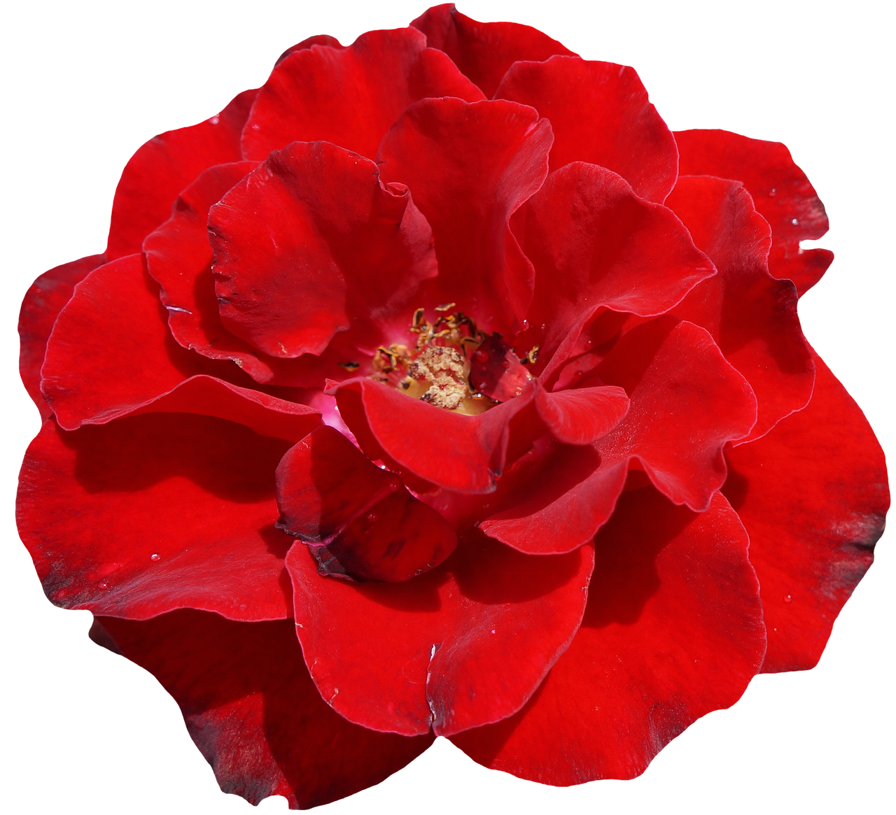 Vibrant Red Rose Black Background.jpg PNG