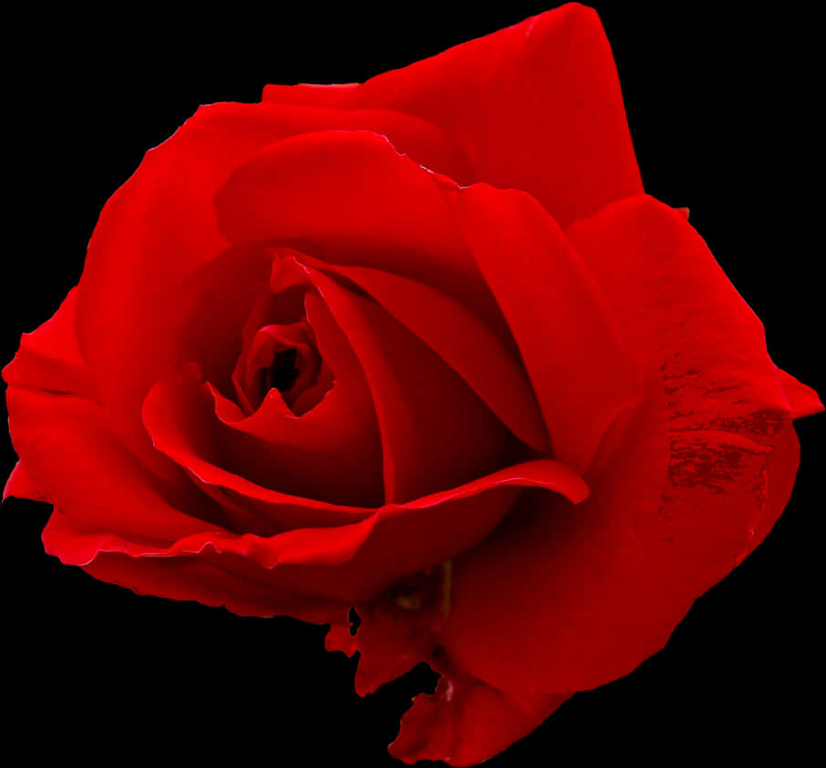 Vibrant_ Red_ Rose_ Black_ Background.jpg PNG