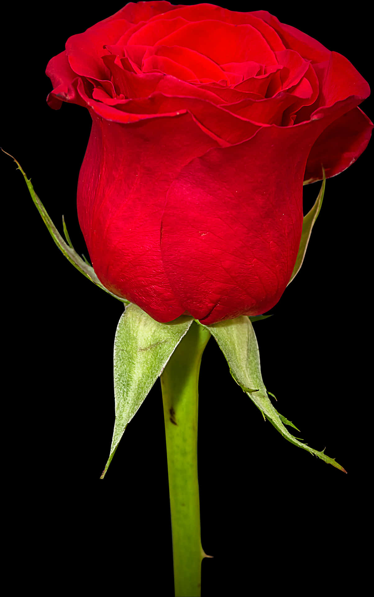 Vibrant Red Rose Black Background.jpg PNG