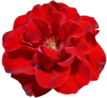 Vibrant Red Rose Black Background PNG