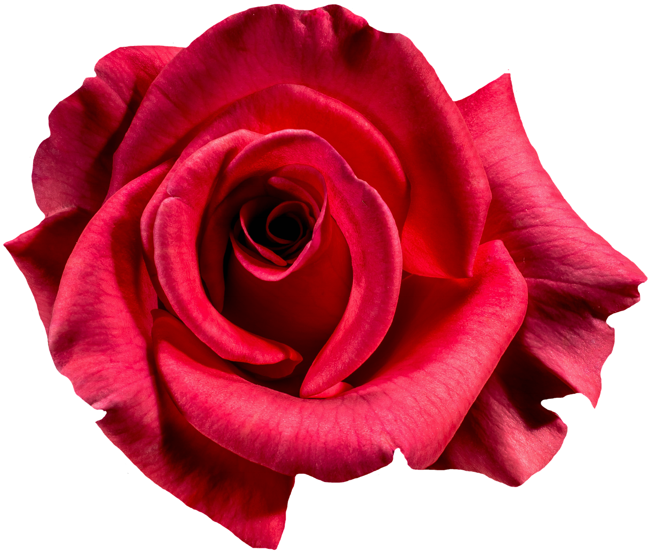 Vibrant Red Rose Black Background PNG