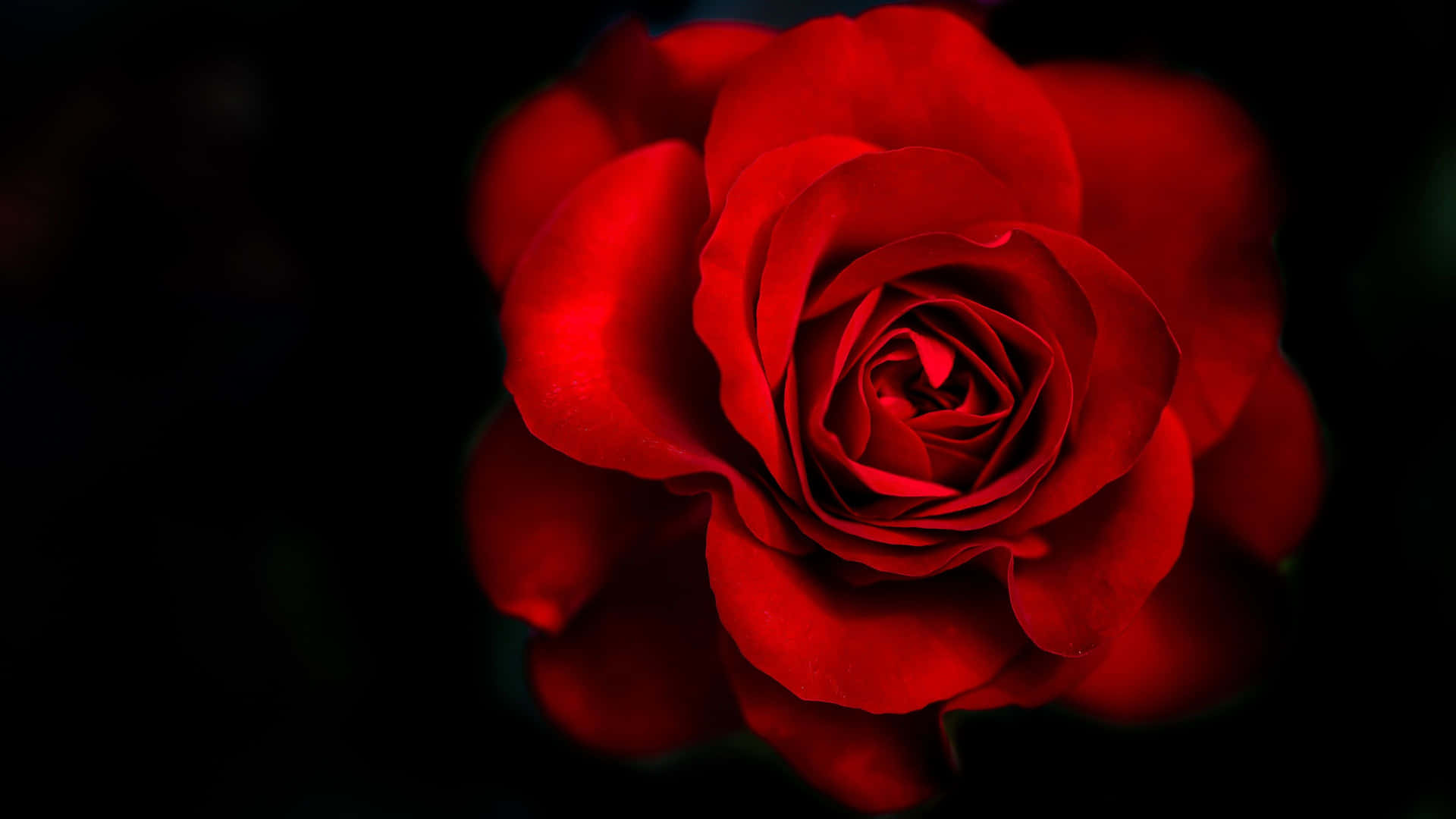 Vibrant Red Rose Black Background4 K Wallpaper