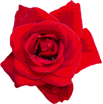 Vibrant_ Red_ Rose_ Closeup.jpg PNG