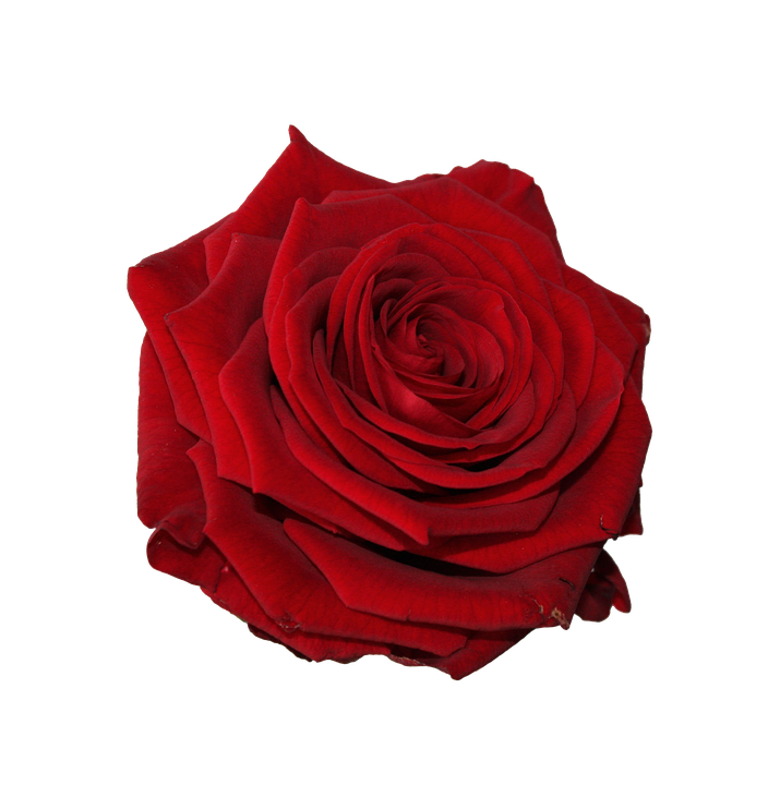 Vibrant Red Rose Flower PNG