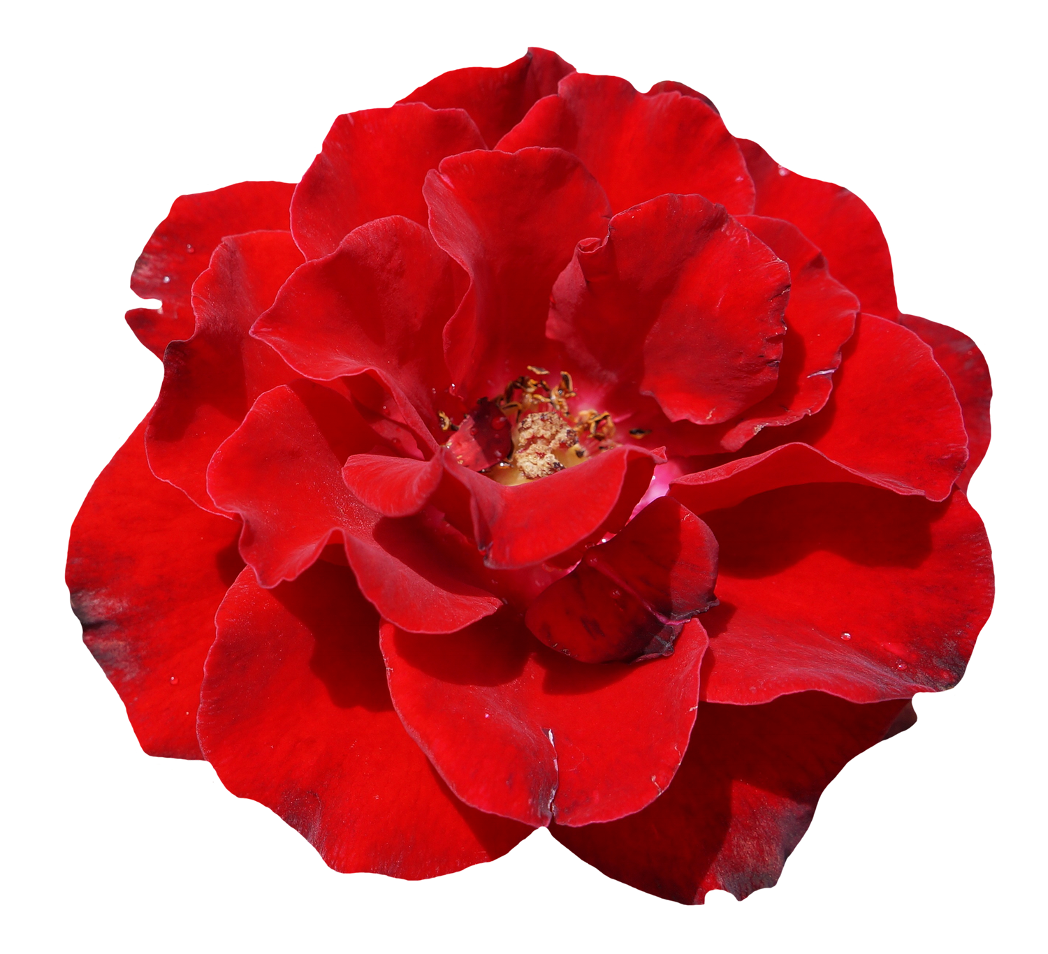 Vibrant Red Rose Flower.png PNG