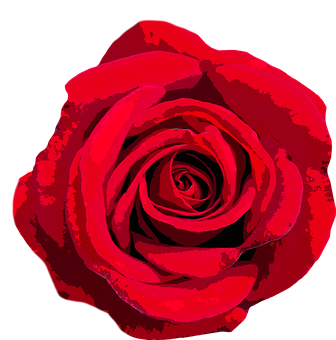 Vibrant Red Rose Graphic PNG