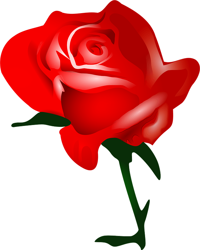 Vibrant Red Rose Illustration PNG