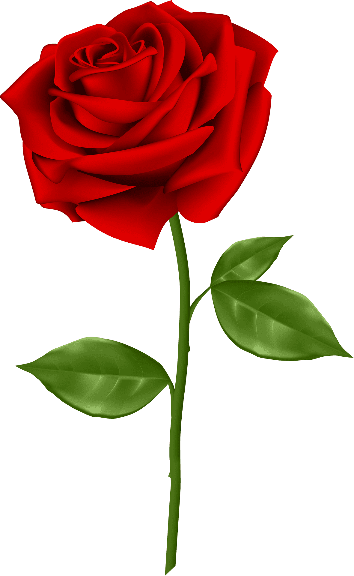 Vibrant Red Rose Illustration.png PNG