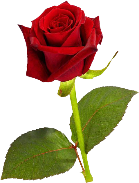 Vibrant Red Rose Isolated PNG