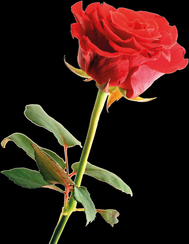 Vibrant_ Red_ Rose_ Isolated_ Background PNG