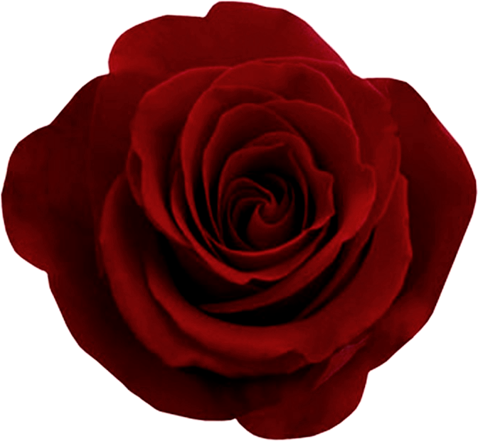 Vibrant Red Rose Isolated PNG