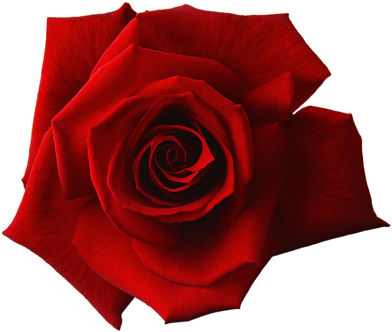 Download Vibrant Red Rose Isolated Png