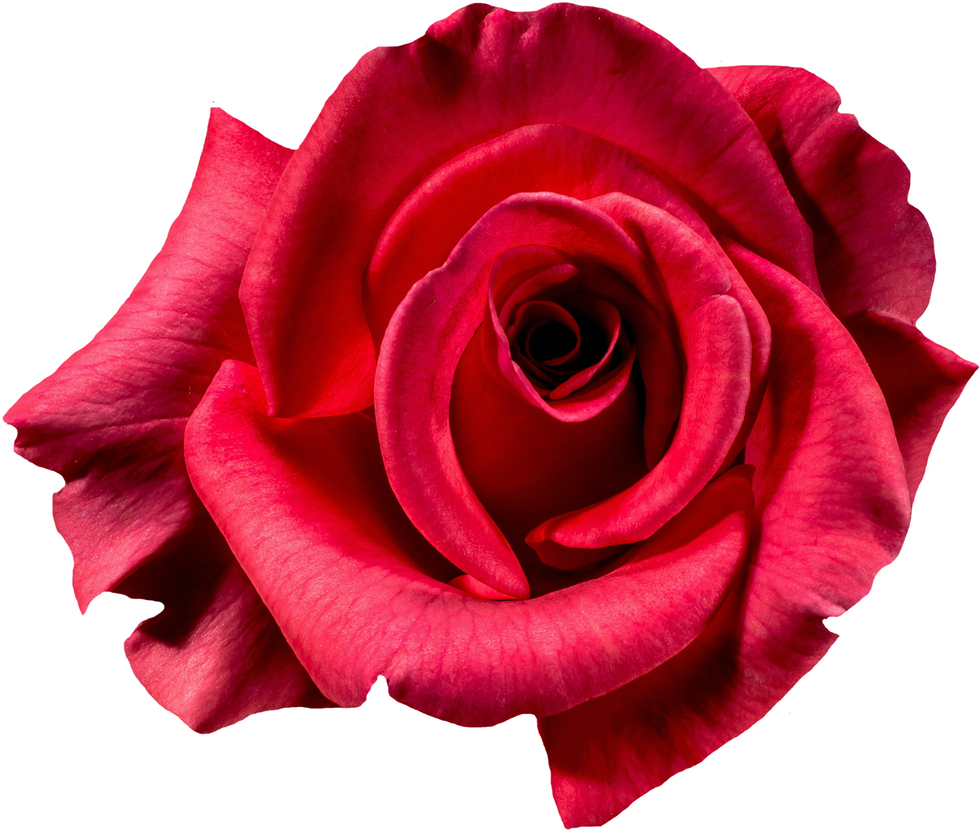 Vibrant Red Rose Isolated.png PNG