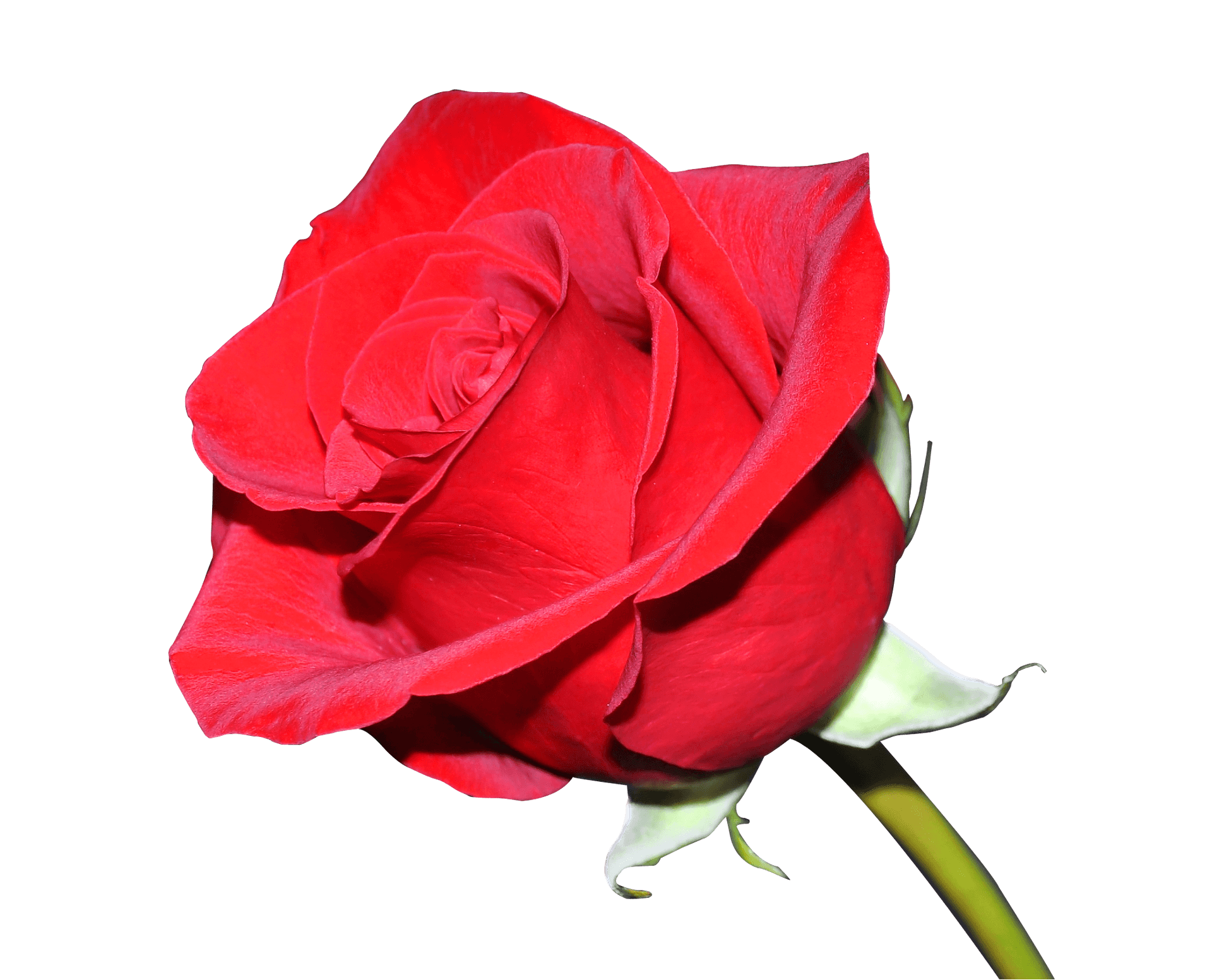 Vibrant Red Rose Isolated.png PNG