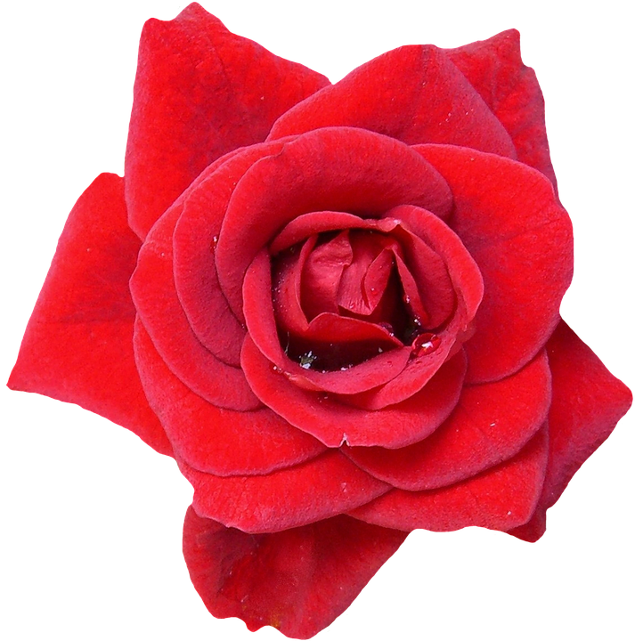 Vibrant Red Rose Isolated.png PNG