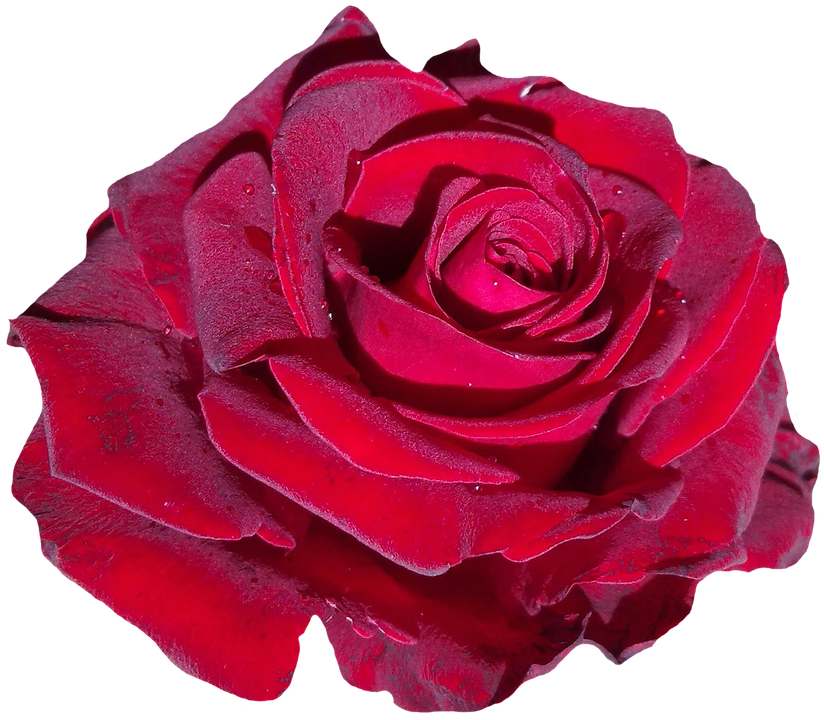 Vibrant Red Rose Isolated.png PNG