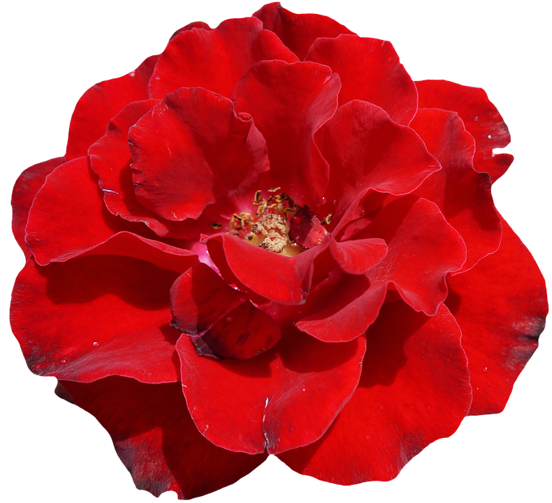 Vibrant Red Rose Isolated.png PNG