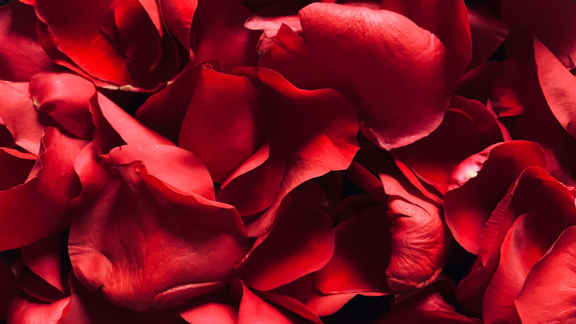 Vibrant Red Rose Petals4 K Wallpaper