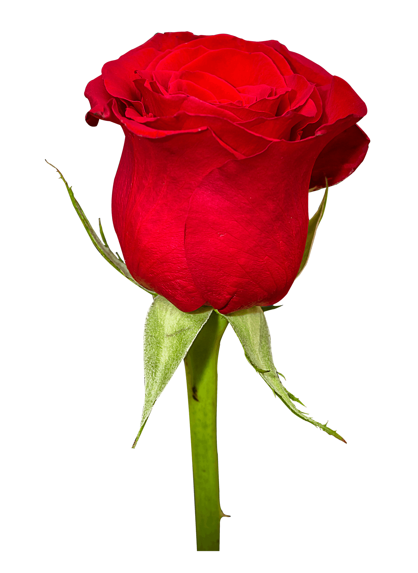 Vibrant Red Rose Single Stem PNG