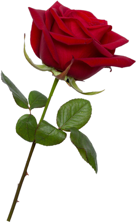 Vibrant Red Rose Stem PNG