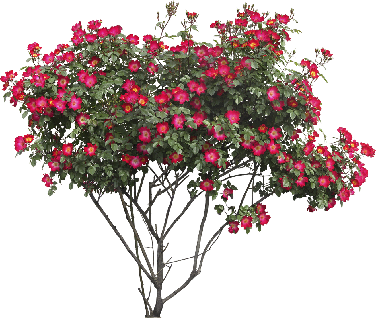 Vibrant Red Rose Tree Flourishing PNG