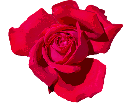 Vibrant Red Roseon Black Background.jpg PNG