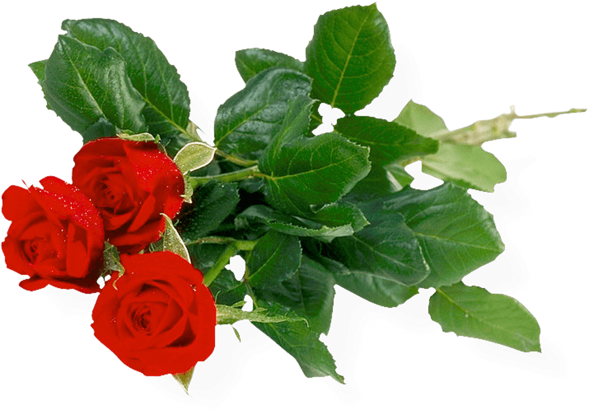 Vibrant Red Roses Bouquet PNG