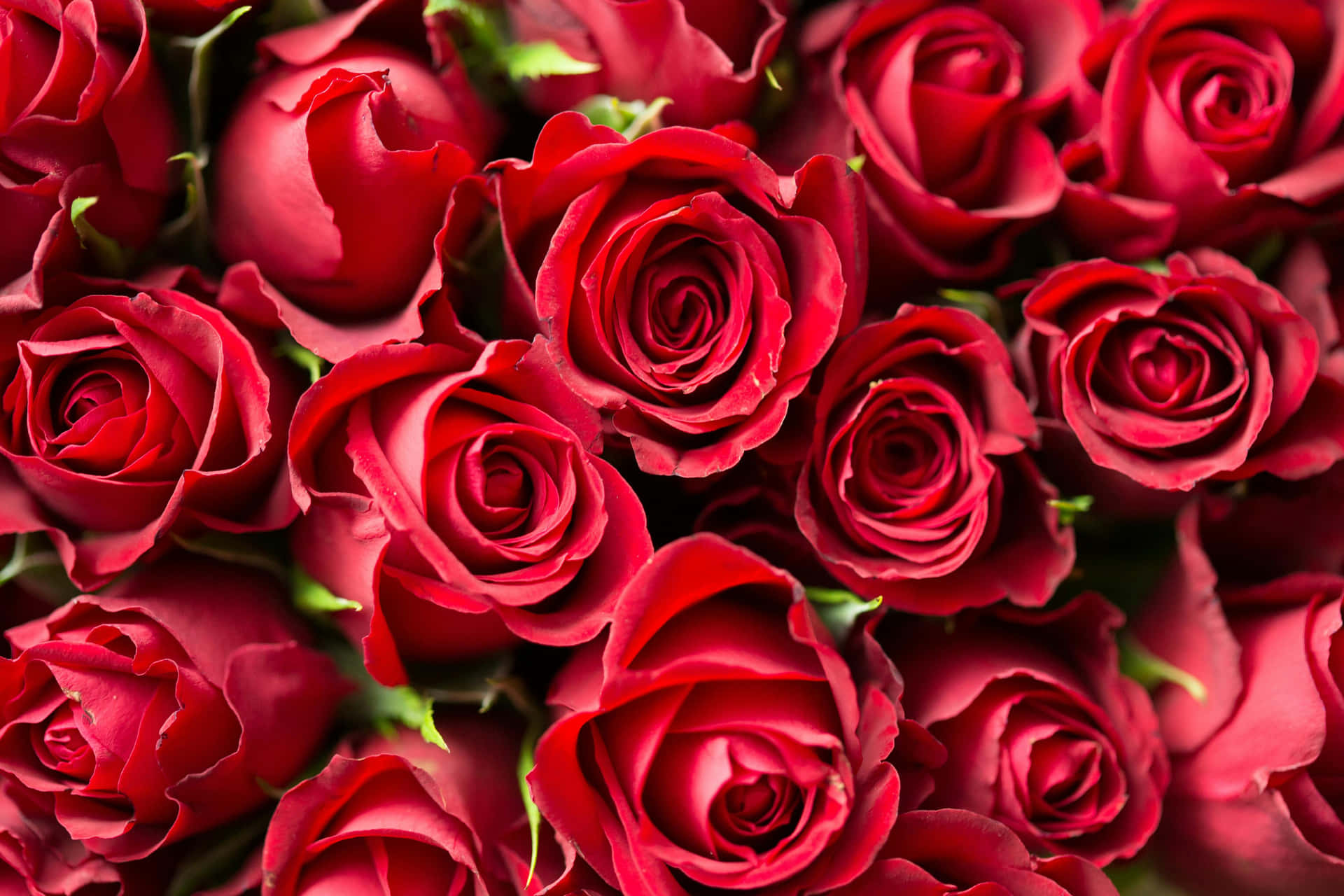 Vibrant Red Roses Bouquet Wallpaper