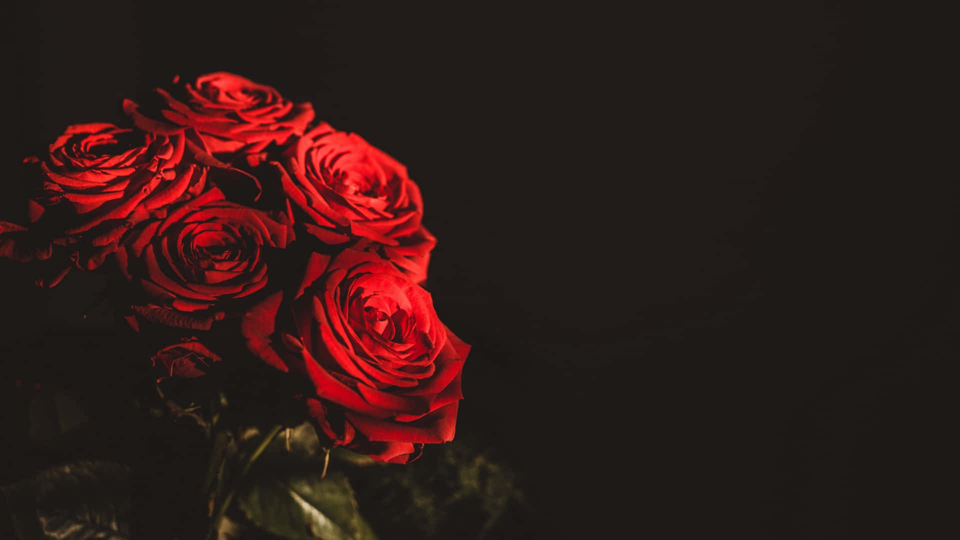 Vibrant_ Red_ Roses_ Dark_ Background_4 K.jpg Wallpaper