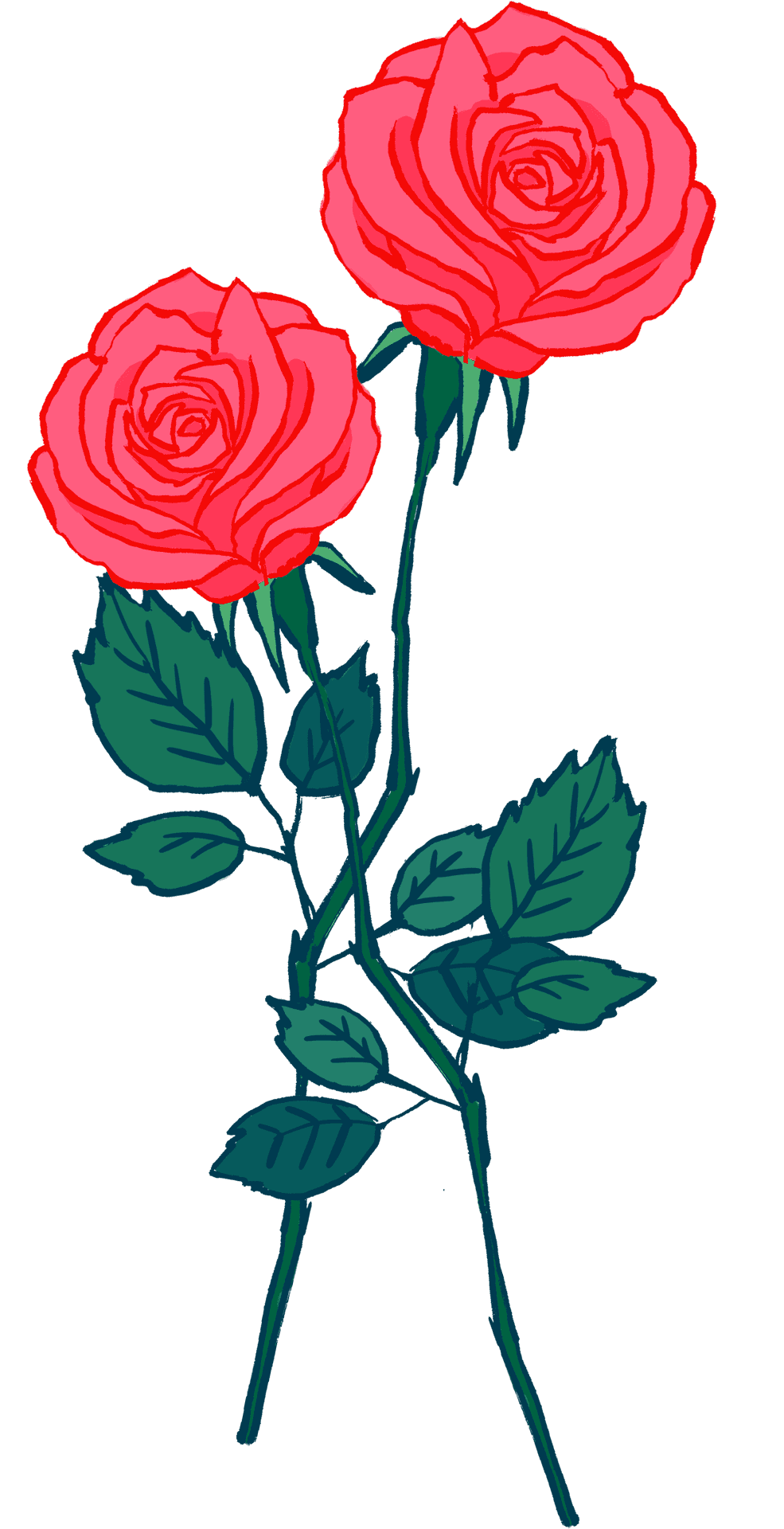 Vibrant Red Roses Drawing PNG