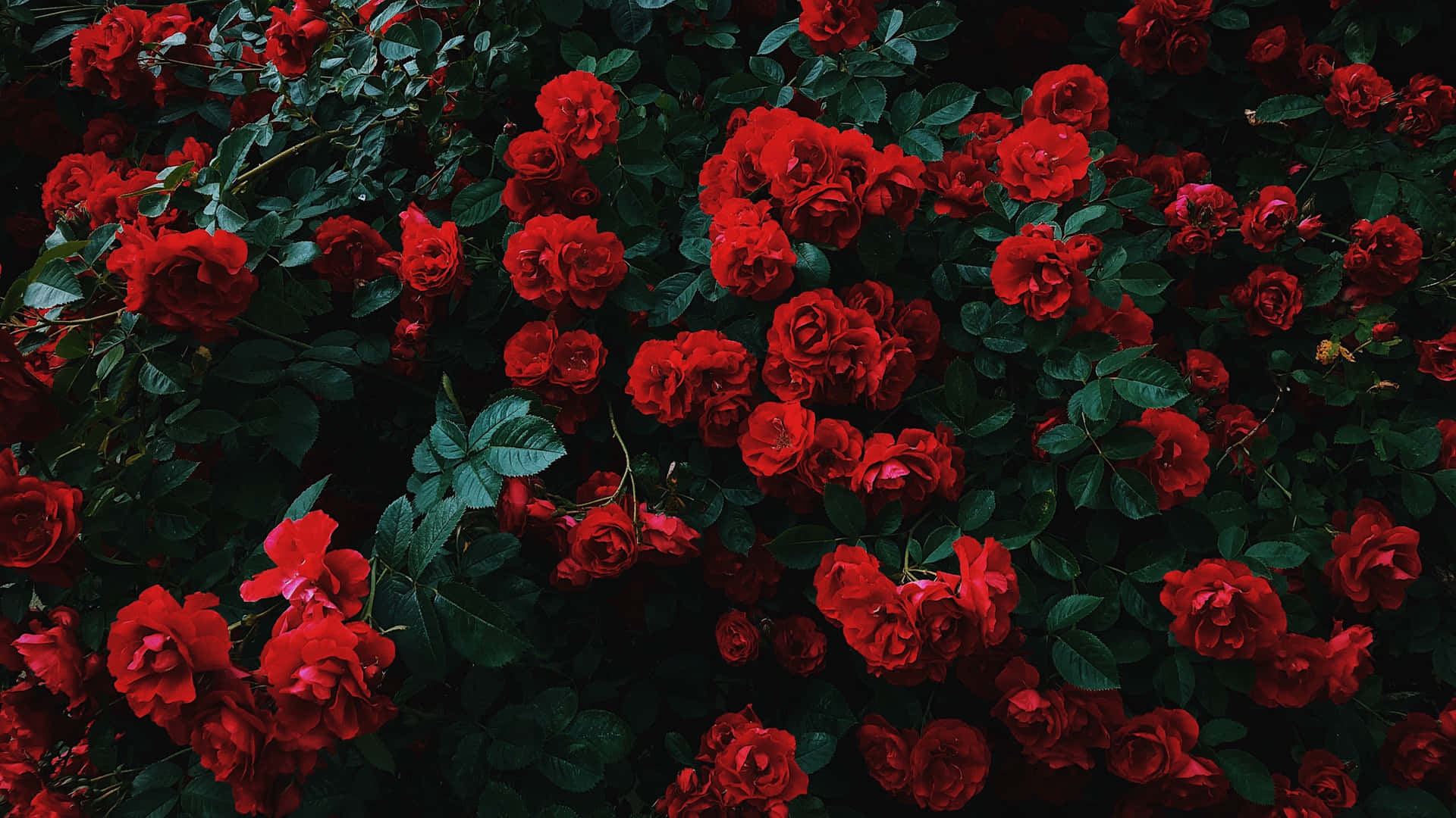 Vibrant_ Red_ Roses_in_ Darkness_4 K.jpg Wallpaper