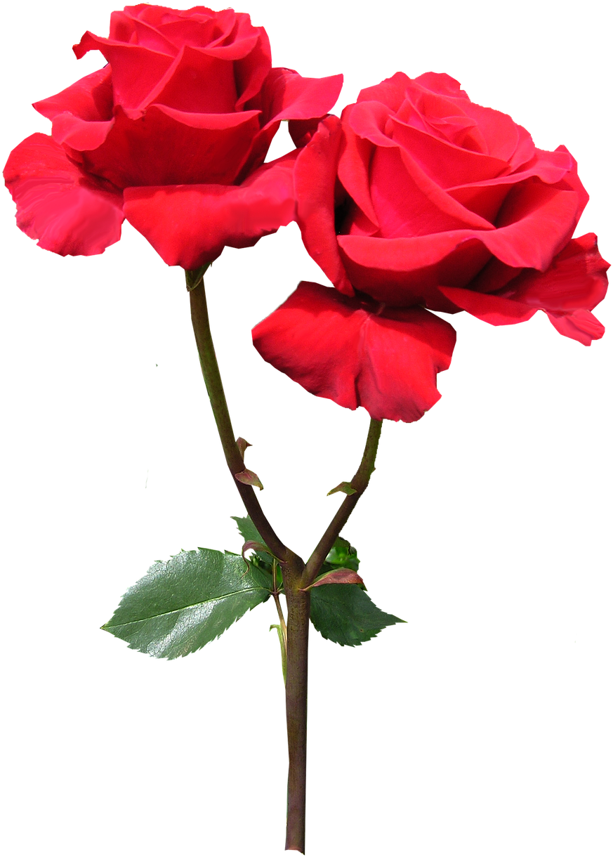 Vibrant Red Roses Transparent Background.png PNG