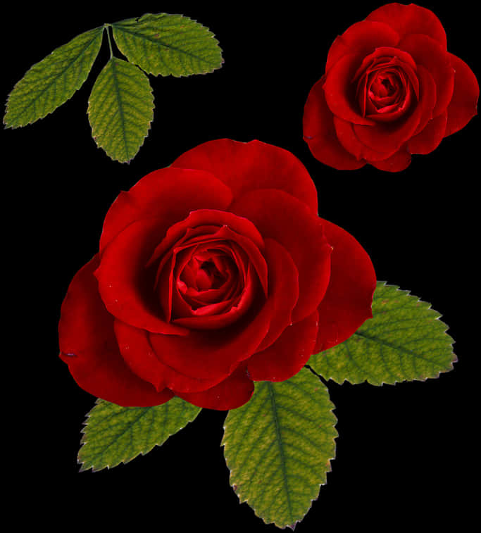 Vibrant Red Roseson Black Background PNG