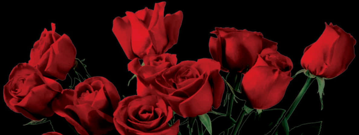 Vibrant Red Roseson Black Background PNG