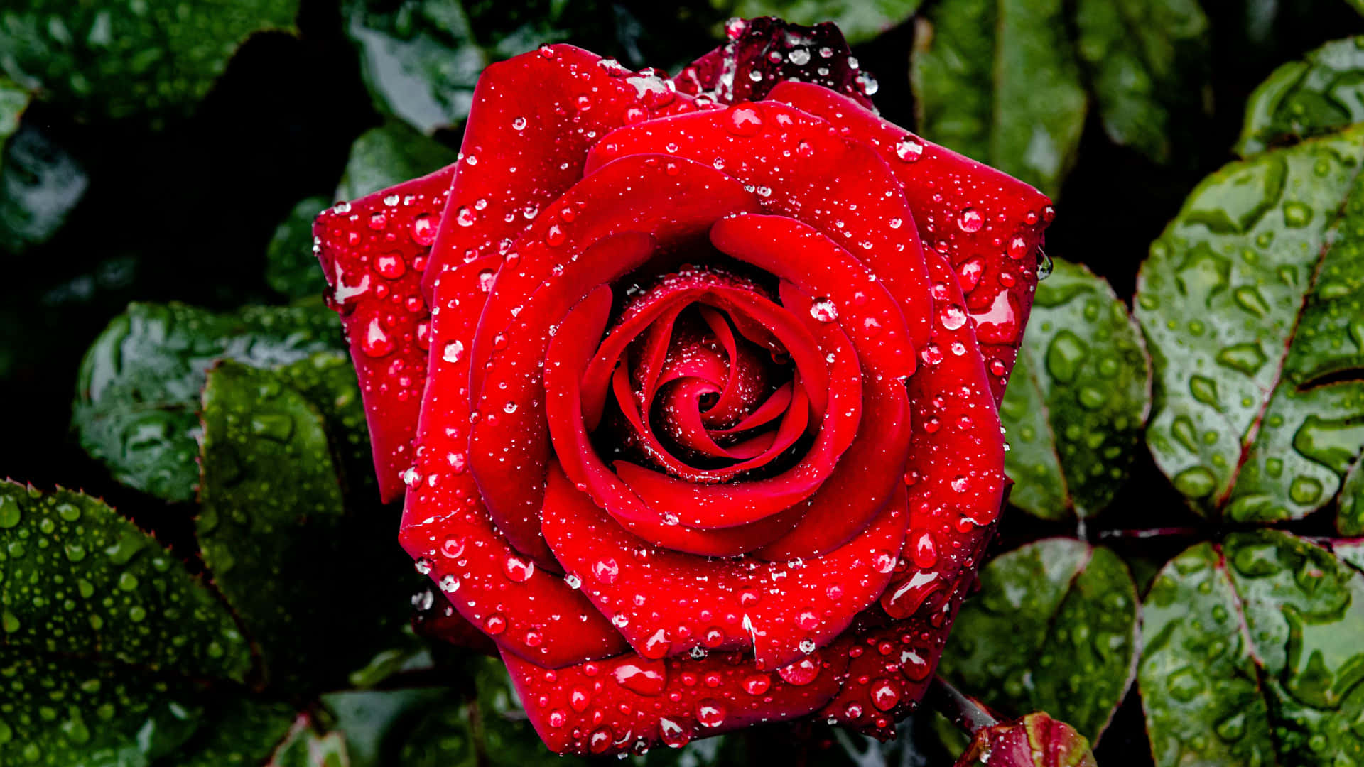 Vibrant Red Rosewith Raindrops4 K Wallpaper