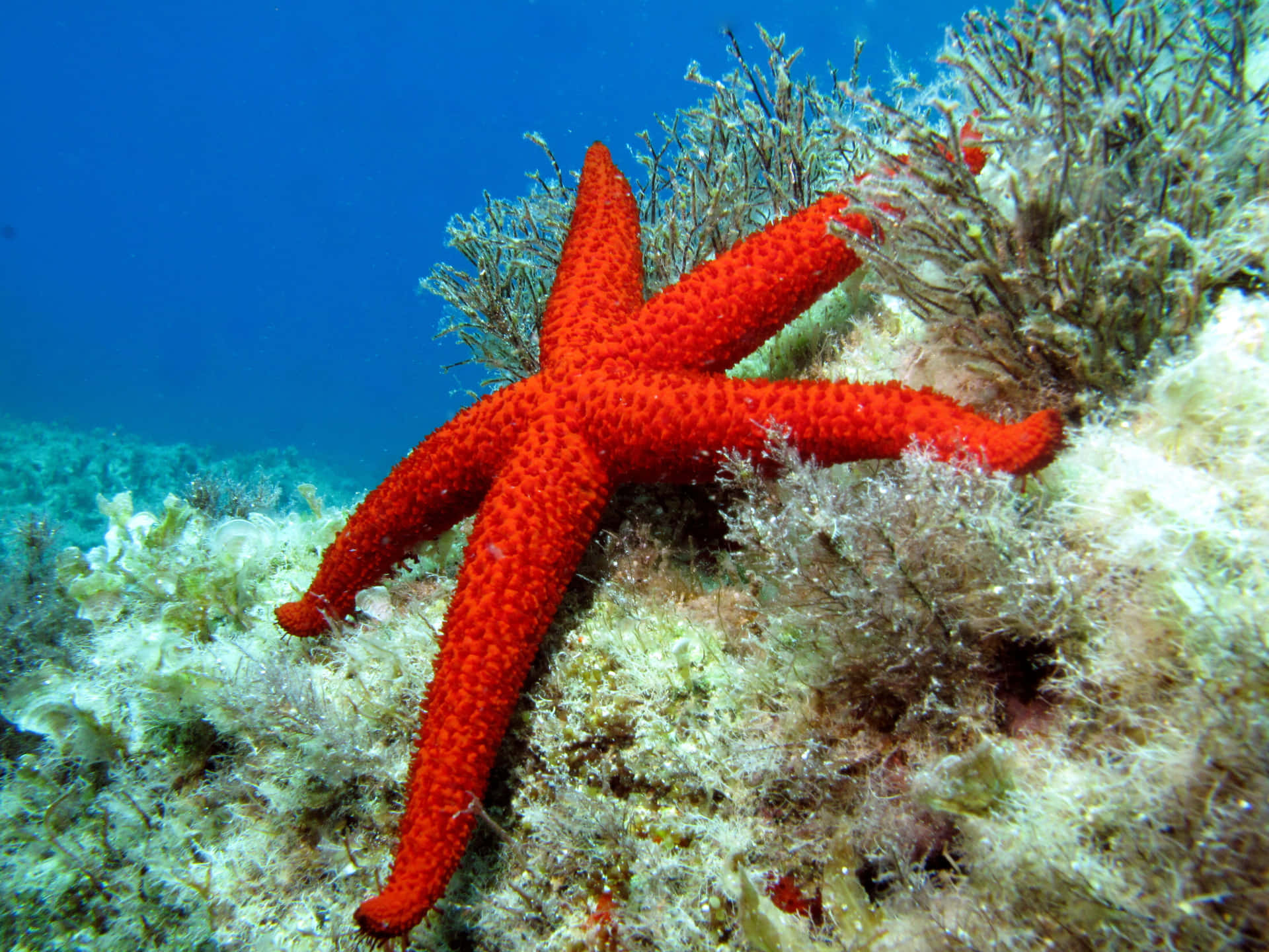 Vibrant Red Sea Star Underwater Wallpaper